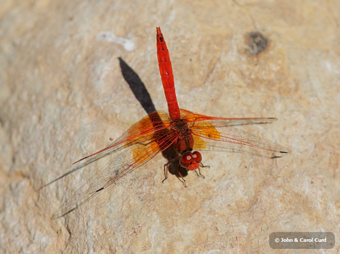 J15B0300 Trithemis kirbyi male.JPG